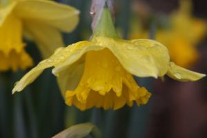 Tale of the Delightful Daffodils